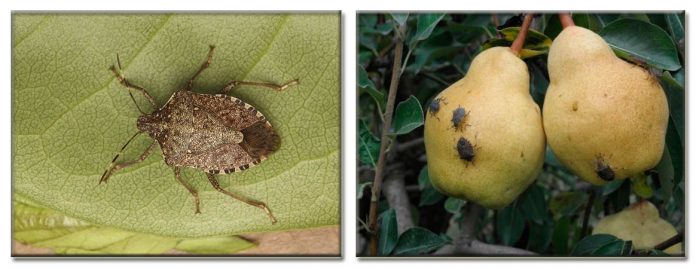 INSECTE A CONTROLAR: BERNAT MARBREJAT